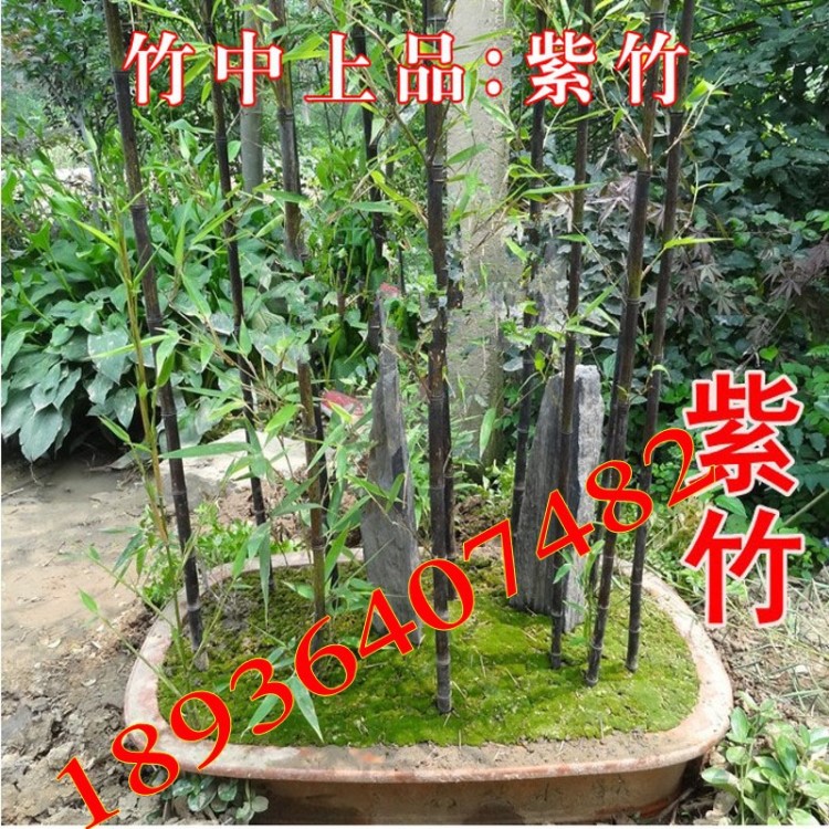 庭院觀賞綠化植物 紫竹苗 青竹苗 金鑲玉竹 佛肚竹盆栽