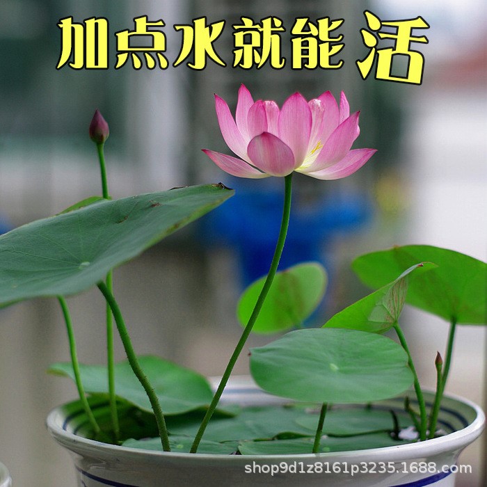 迷你碗莲 莲花种子碗莲种子睡莲种子 荷花种子 水生植物 四季播种