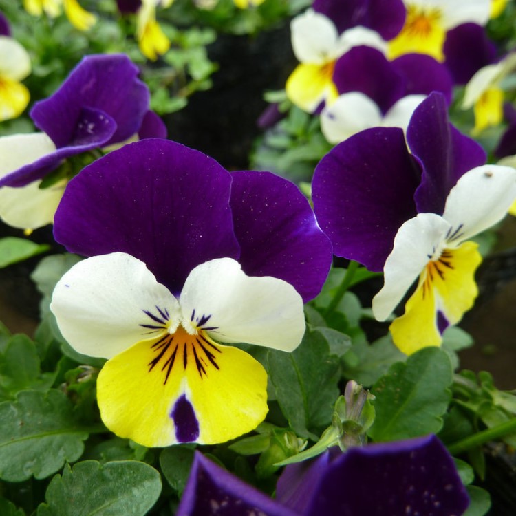 廠家銷售 植物盆栽花卉種子 角堇 藍(lán)帶黃心盆栽花苗花種 花卉種子