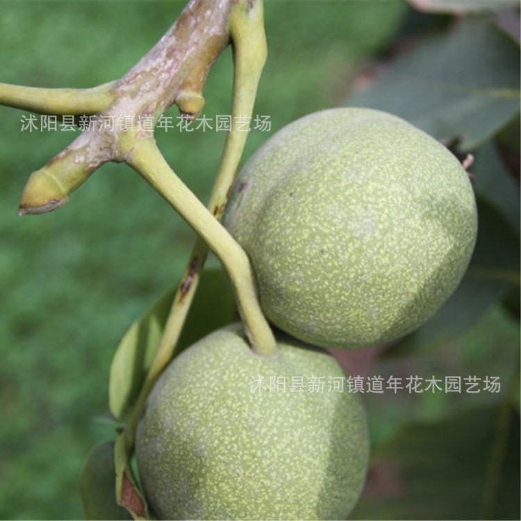 果園直銷核桃苗嫁接苗 碩豐核桃苗 盆栽 核桃苗8518品種當年