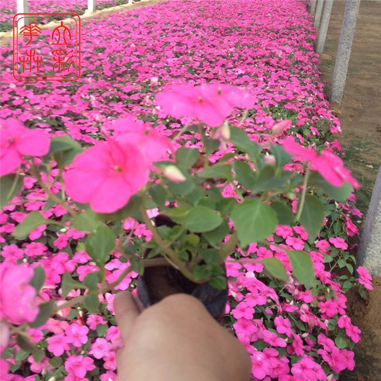 非洲鳳仙  山東草花基地   非洲鳳仙價格 青州花卉非洲鳳仙