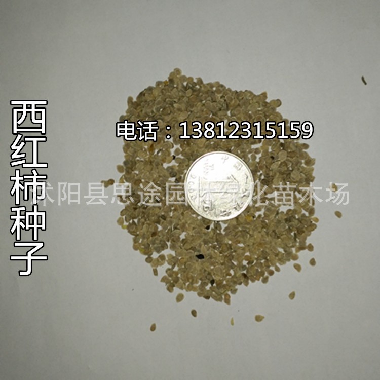 蔬菜種子種苗西紅柿種子 小番茄種子 陽(yáng)臺(tái)盆栽  量西紅柿