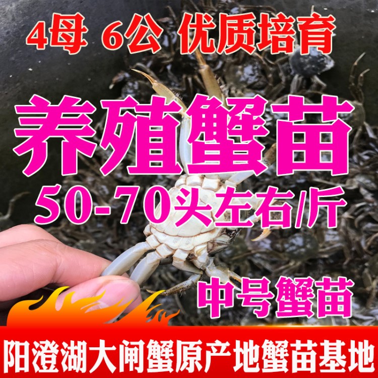 蘇州原產(chǎn)地陽澄湖大閘蟹大號蟹苗活體淡水養(yǎng)殖大閘蟹苗塘蟹河蟹苗