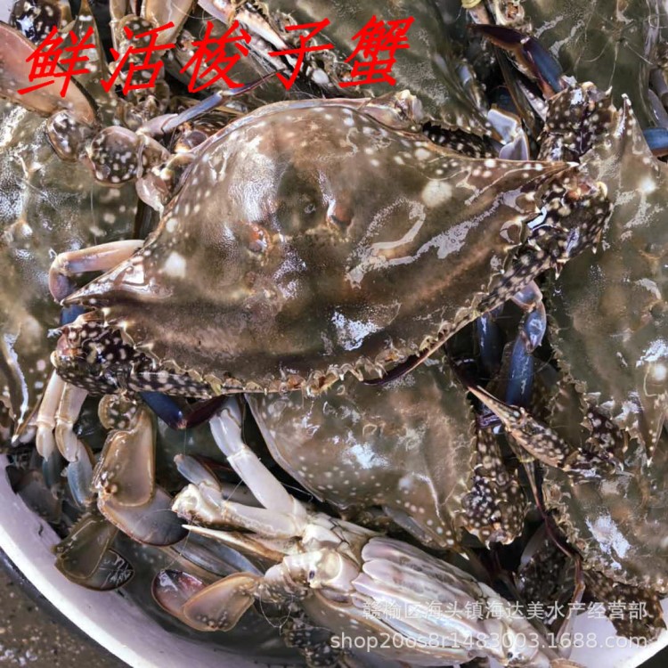 鮮活海鮮批發(fā)野生梭子蟹螃蟹 一件代發(fā)餐廳酒店供應