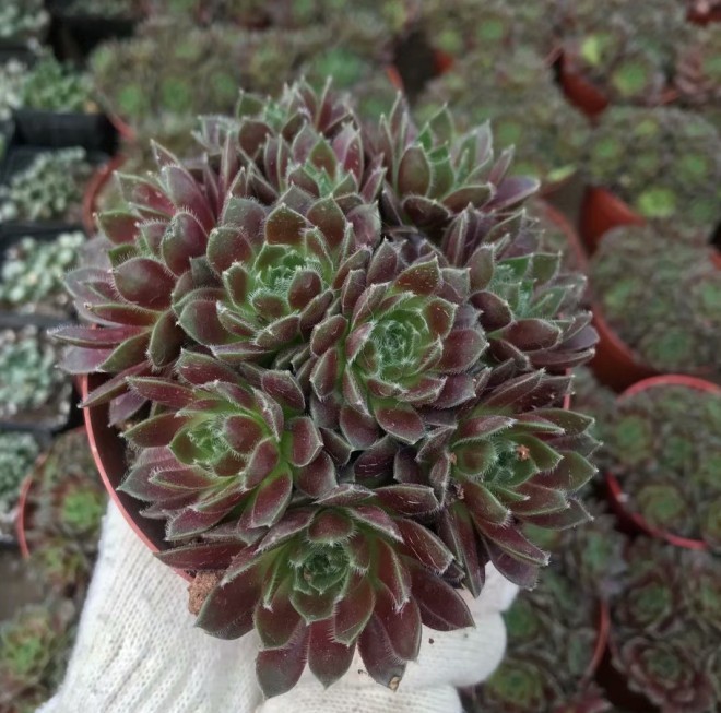 紫牡丹多頭老樁多肉植物群生大紅卷全狀態實拍 12cm脫盆發貨