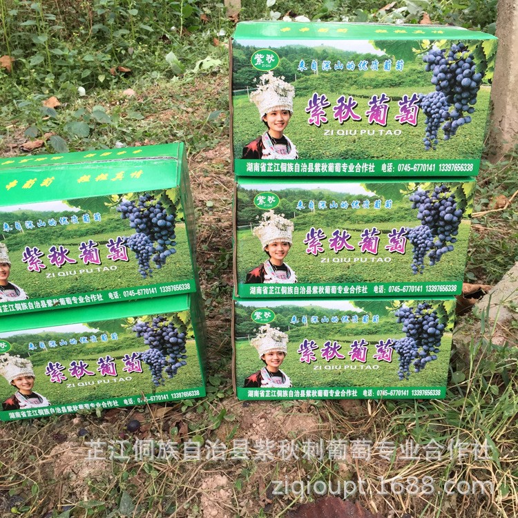 紫秋葡萄、刺葡萄、釀酒葡萄、