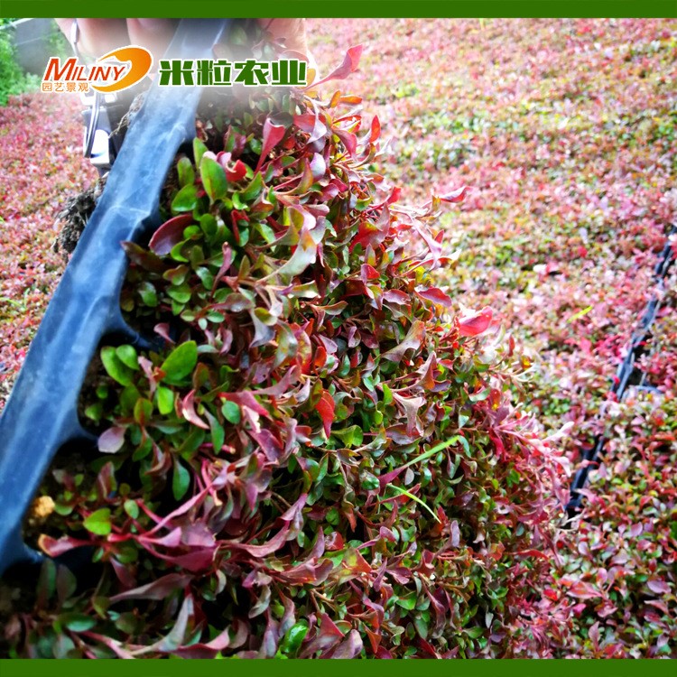 基地批發(fā)時令草花五色草穴盤五色草 紅景天佛甲草產量大價格低