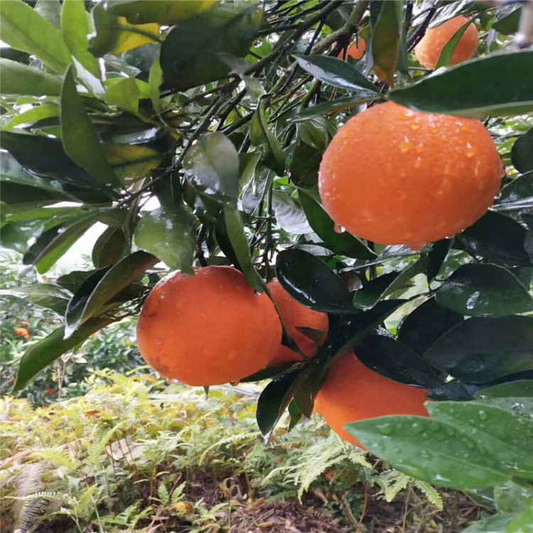 贛南手剝橙甜橙薄皮多汁果肉鮮嫩可榨果汁營養(yǎng)美味原生態(tài)綠色果品