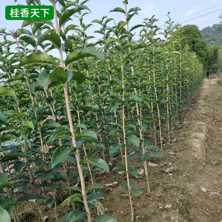 基地桂花樹批發(fā) 八月金桂丹桂 桂花小苗 四季桂花樹苗