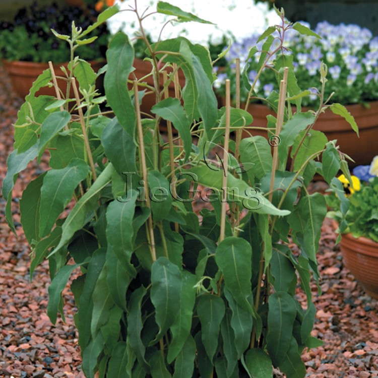 檸檬桉種子 尤加利 驅(qū)蚊蟲植物香料 常綠喬木 香草綠植園林木種子