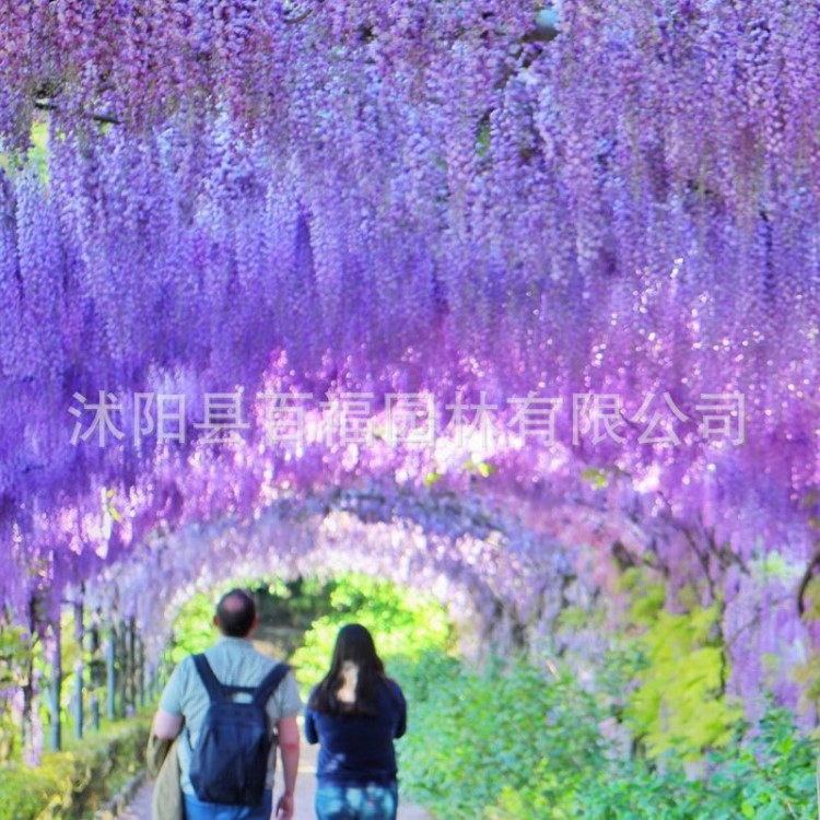 批發(fā)日本紫藤蘿紫藤花爬藤植物紫藤樹紫藤大 帶花庭院 攀爬