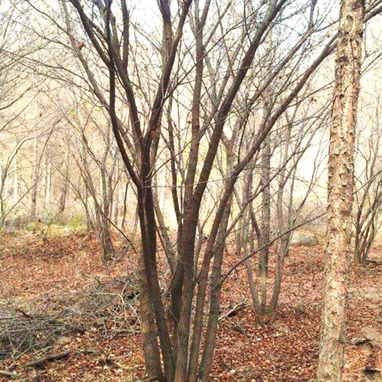 西北苗木基地直銷【茶條槭獨(dú)桿/叢生】陜西茶條槭山貨/熟貨批發(fā)價(jià)