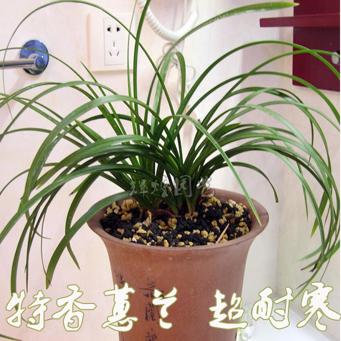 特香蕙蘭帶花苞蘭花苗盆栽蘭四季蘭送花土植料室內(nèi)花卉小九頭