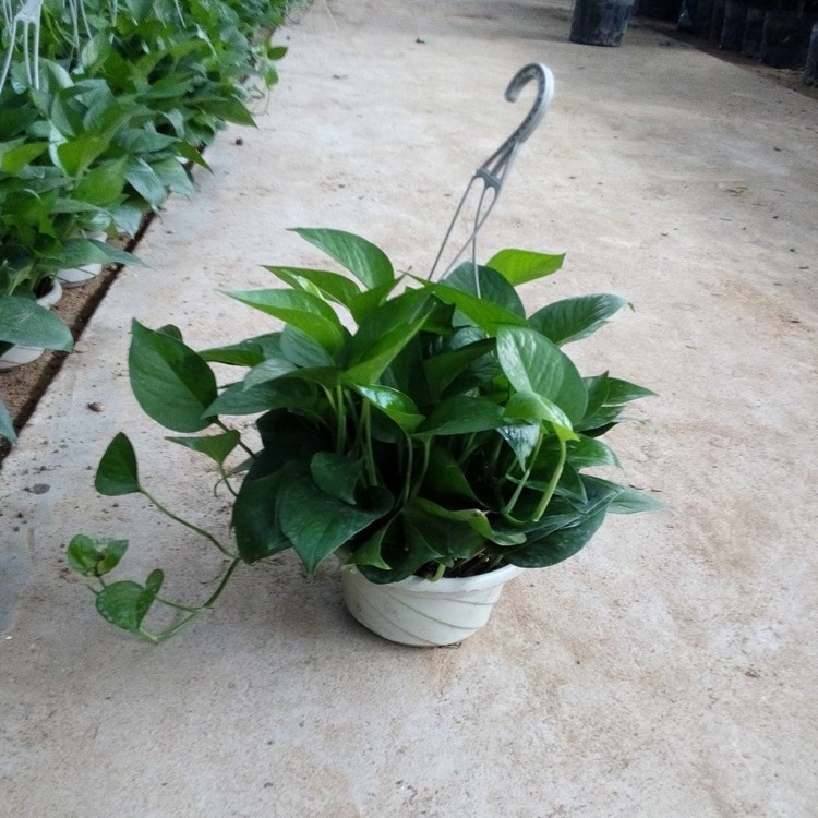 綠蘿小盆栽花卉 綠航室內(nèi)植物 吊蘭水培綠植批發(fā)垂吊花卉大葉小葉