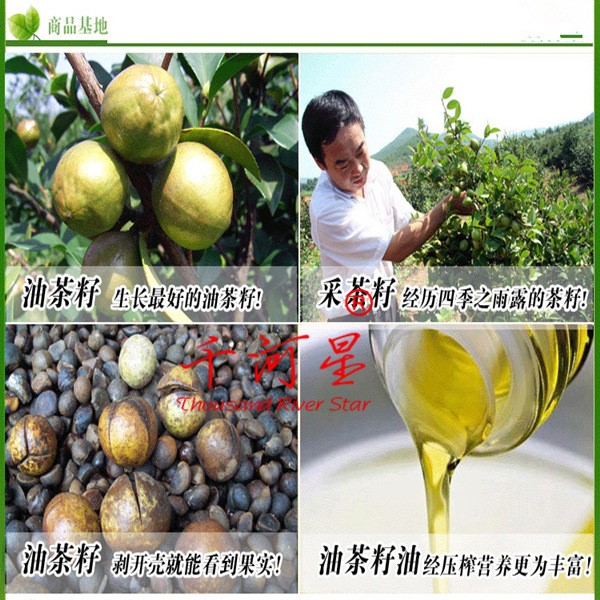 油茶樹苗 種子 山茶油 矮化軟枝白花卉林木 茶子籽 超優(yōu) 福建