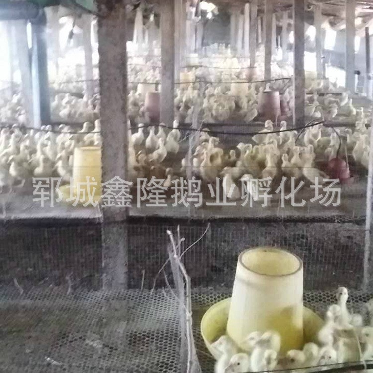 山東養殖場供應 五龍鵝苗 鵝苗孵化場供應 鵝苗包回收【圖】