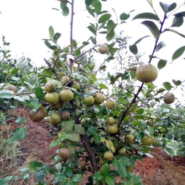 基地直销批发两年生苗湘林210常绿性湖南油茶苗