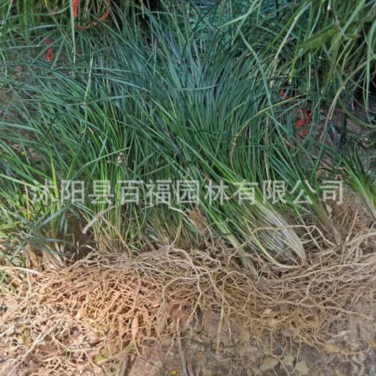 小葉細葉麥冬草 地被植物 耐凍 產(chǎn)地苗圃價格 批發(fā)銷售 量大價優(yōu)