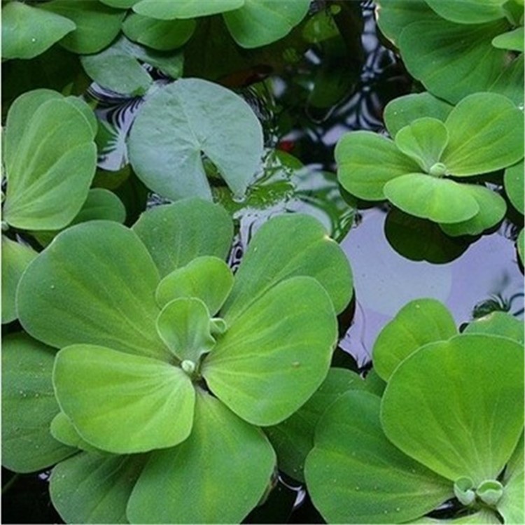 水芙蓉苗 水葫蘆苗水草大葉浮萍水生花卉 水培植物 大漂凈化水質(zhì)