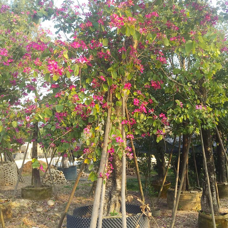 批發(fā)供應紅花紫荊樹洋紫荊 行道樹,開花喬木,道路綠化,校園綠化