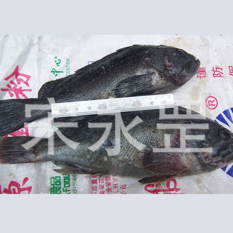 批發(fā)山東長(zhǎng)島活黑魚(yú) 石斑魚(yú) 野生環(huán)境下海里網(wǎng)箱養(yǎng)殖