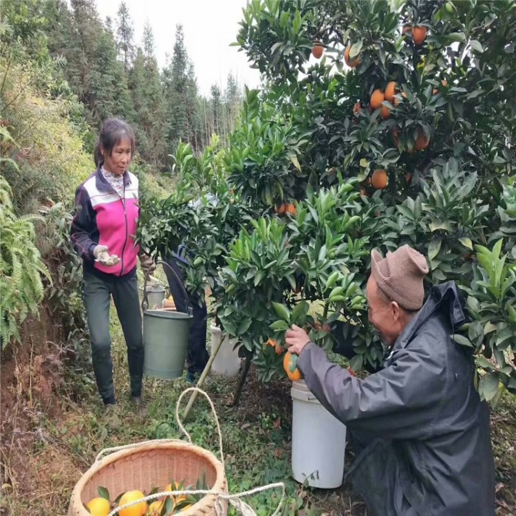 贛南臍橙之鄉(xiāng)信豐紐荷爾臍橙血橙原生態(tài)不催熟不打蠟不染原汁原味