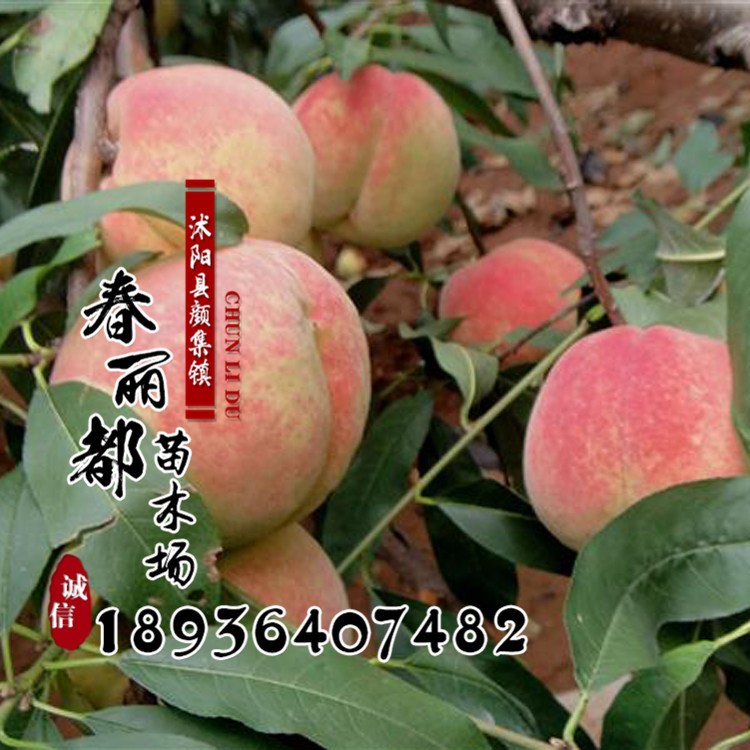 供應(yīng)沂蒙霜紅桃樹苗 新品種嫁接桃樹苗 晚熟桃樹苗 產(chǎn)量大