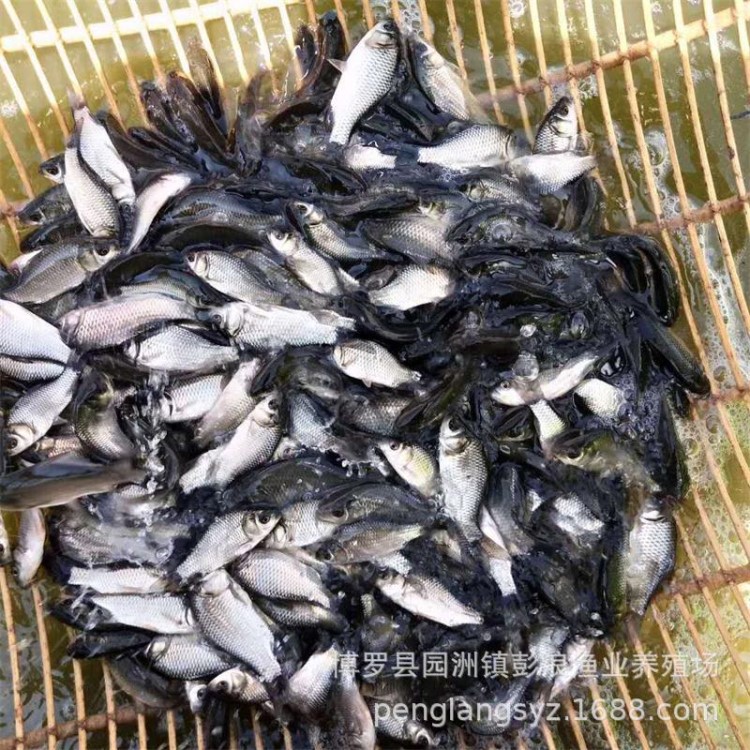 大量供應魚苗  鯽魚苗 湘云鯽魚苗 工程鯽魚苗 魚苗批發(fā)