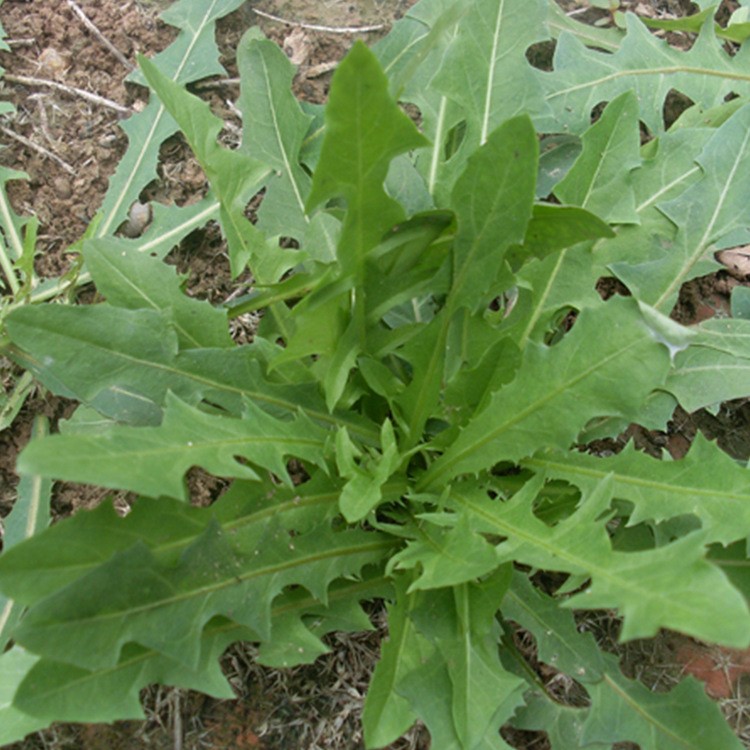 北農(nóng)一號(hào)蒲公英種子-野生特色菜種子