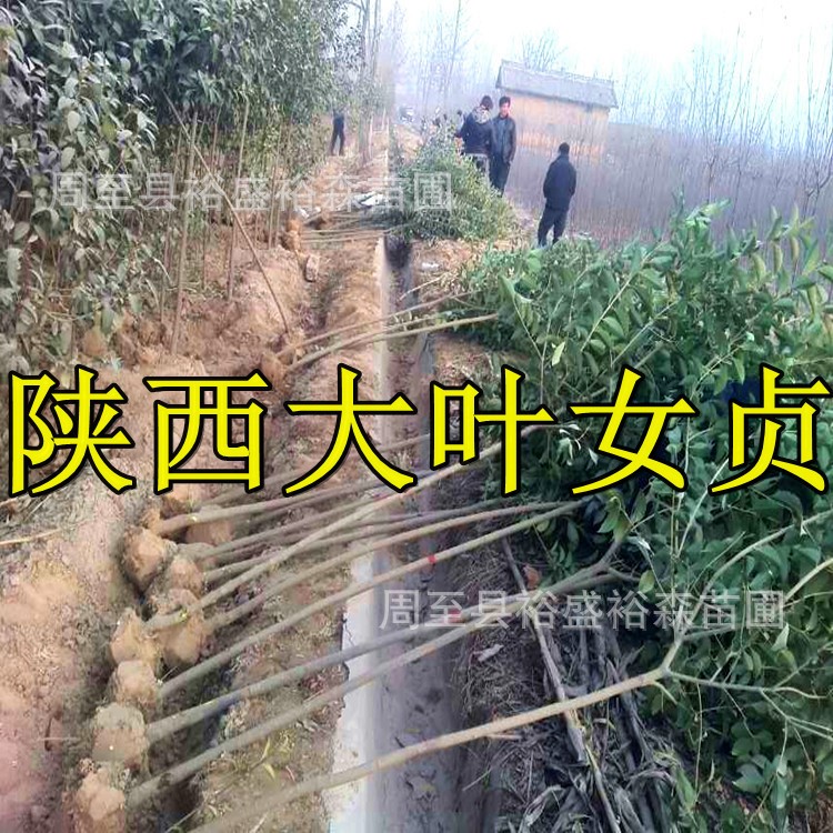 陜西大葉女貞批發(fā) 周綠化苗木基地 苗圃現(xiàn)挖低價大葉女貞中