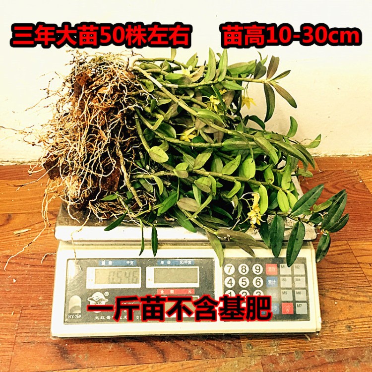 铁皮石斛驯化苗盆栽四年半大苗一斤500g浙江乐清雁荡山软脚红品种