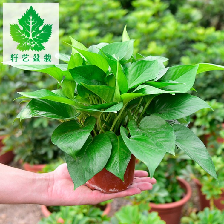 基地直銷批發(fā)青葉綠蘿長藤小盆栽花卉觀葉植物室內(nèi)空氣凈化綠植墻