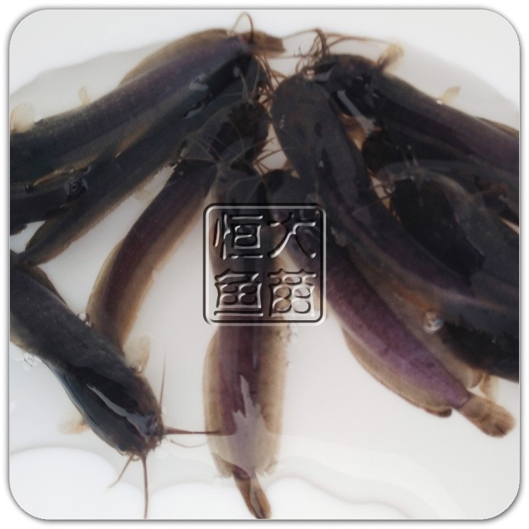 零售批發(fā)本地塘鲺塘角魚淡水魚苗活體胡子鯰 原生態(tài)鯰魚苗