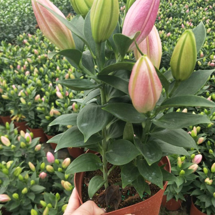 【基地直銷】觀花年花凈化空氣綠植花卉小盆栽 180香水百合