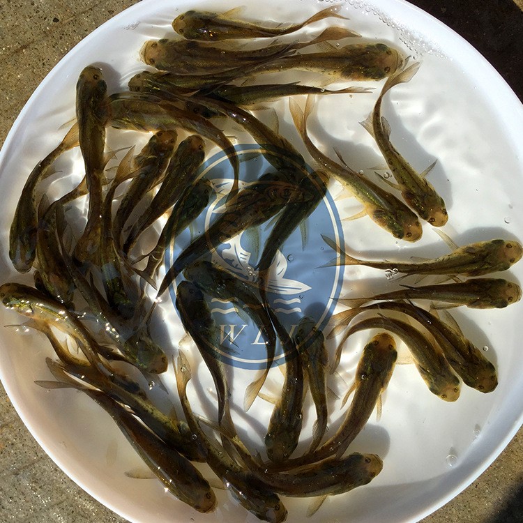 花鰱魚苗 大頭鳙 吃微生物 調(diào)水魚類 四大家魚 魚苗活體 批發(fā)