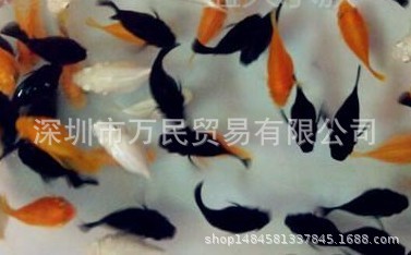 皮球瑪麗 活體魚 球魚草缸熱帶魚觀賞魚淡水魚小型胎生魚黑色