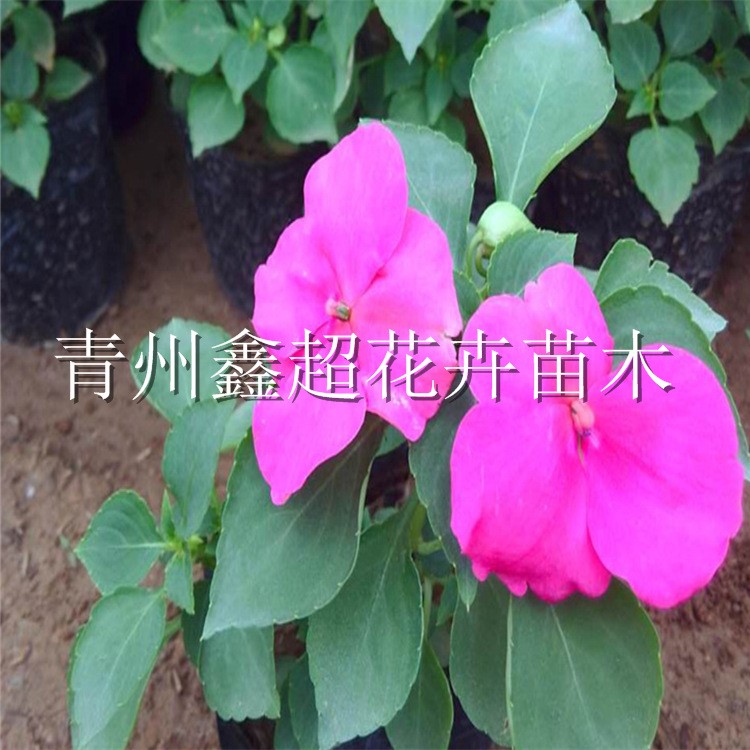 非洲鳳仙花 山東青州花卉生產(chǎn)基地 非洲鳳仙大量供應(yīng)