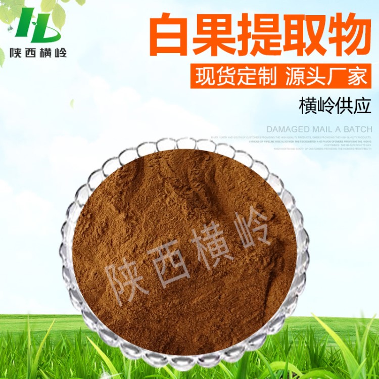 白果提取物 50:1高比例白果黃銅 植物銀杏果提取物 高含量白果粉