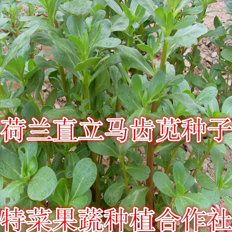 馬齒莧種子 荷蘭直立 陽(yáng)臺(tái)野菜種子 蔬菜種子