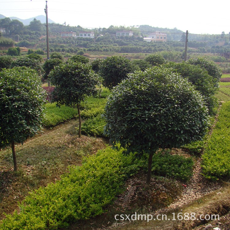 湖南桂花基地批發(fā)桂花樹 叢生金桂苗 桂花小苗 全國(guó)低價(jià)