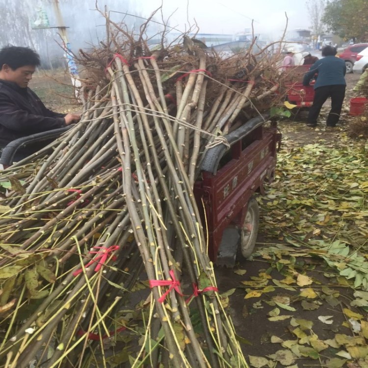 基地直供 矮化紅油多枝多頭香椿苗  大棚香椿苗種植技術 產量高