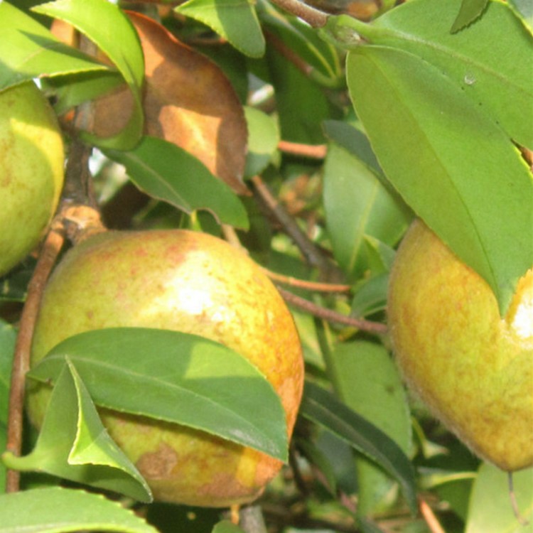 廠家生產茶油茶籽苗  油茶 油茶苗 嫁接油茶苗批發(fā)