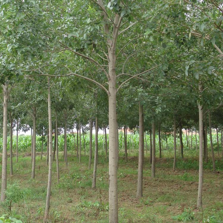 【大毅苗木】供應(yīng)白蠟行道樹  各種規(guī)格 量大優(yōu)惠