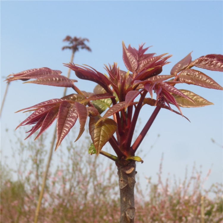 出售廣西紅油香椿樹苗 大棚專用矮化香椿苗基地