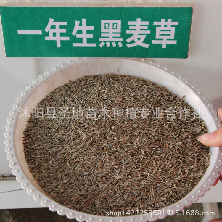 牧草種子 一年生黑麥草種子又名多花黑麥草或意大利黑麥草