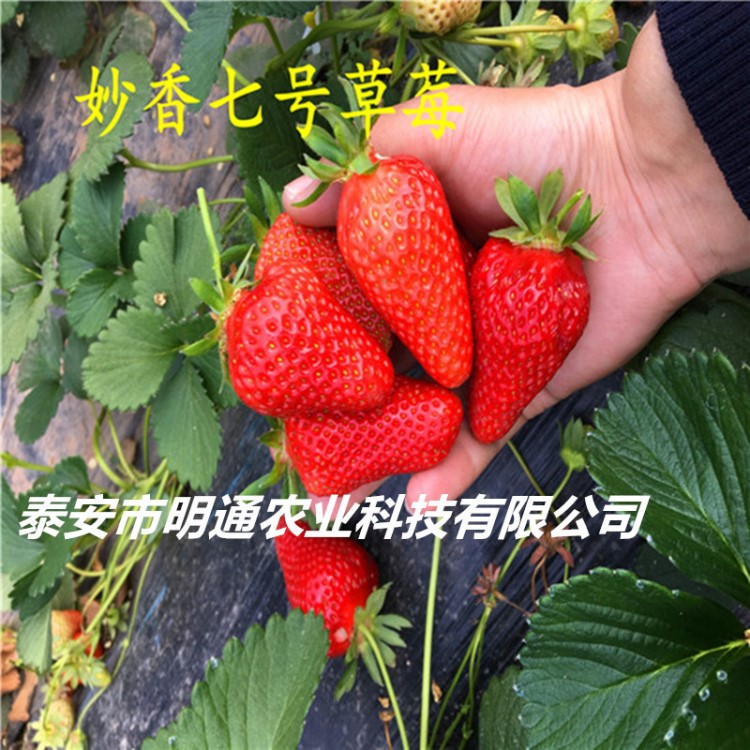 果樹苗木 當年結果草莓苗 紅顏 四季 妙香 大棚草莓種苗水果樹苗