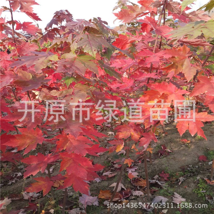 基地直銷 耐寒美國紅楓  紅楓秋火焰扦插苗 規(guī)格 紅楓小苗