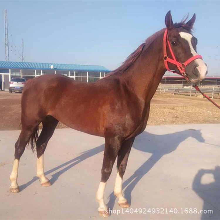 馬上有錢  養(yǎng)殖汗血寶馬可以讓你財源廣進(jìn)  血馬出售免費包郵