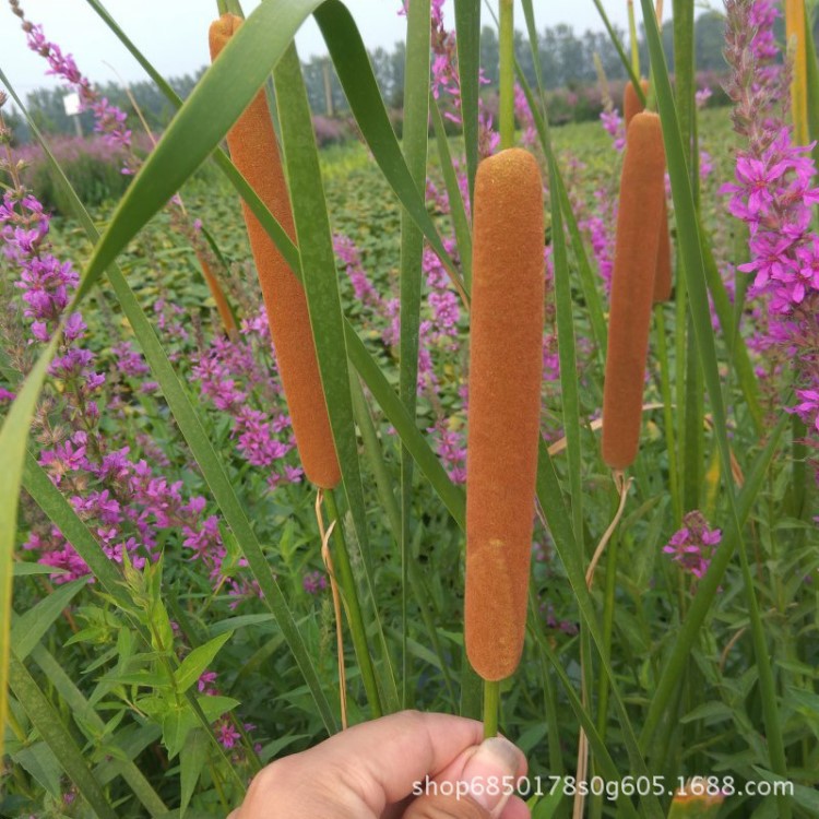 大香蒲水燭小 基地直銷 產(chǎn)地批發(fā)價(jià)格 挺水植物 人工濕地公園