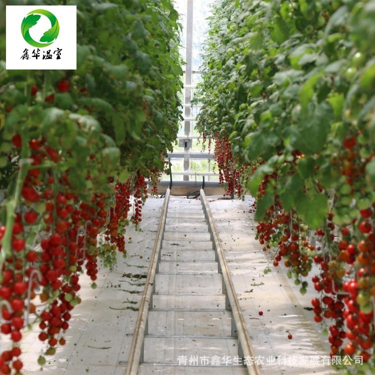 紅薯無(wú)土栽培技術(shù)  高端的無(wú)土栽培技術(shù) 番茄的無(wú)土栽培技術(shù)